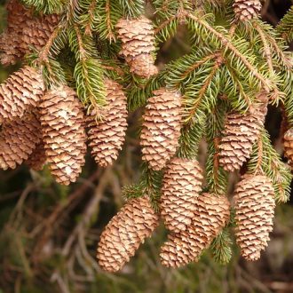 pine-cones-54235_640